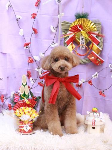 20230118ぷぷくん